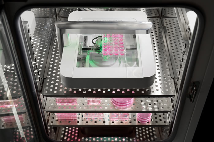 Análises live cell, com imagens de campo claro e fluorescência de dentro da incubadora